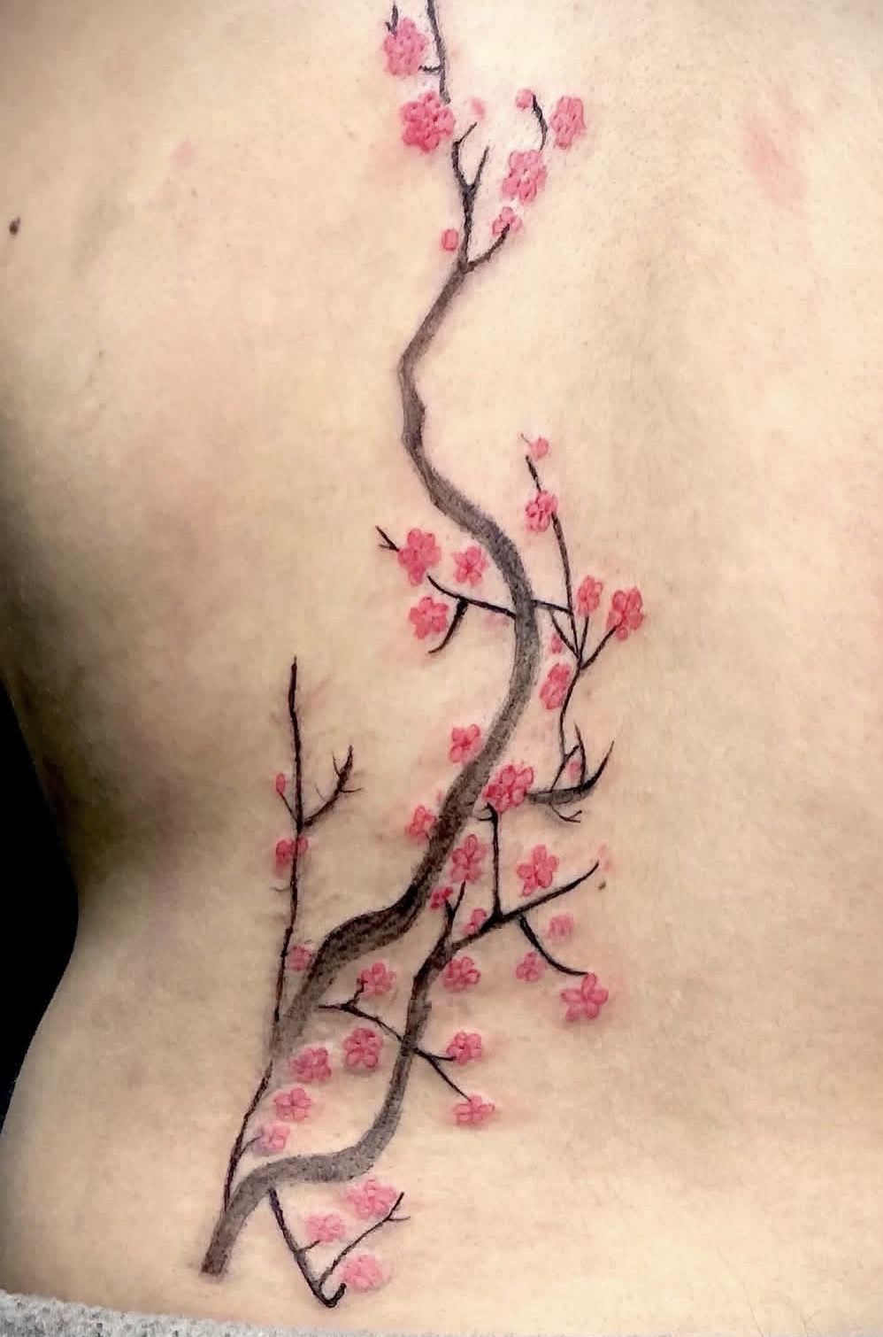 Cherry Blossom Branch in Soft Colour
