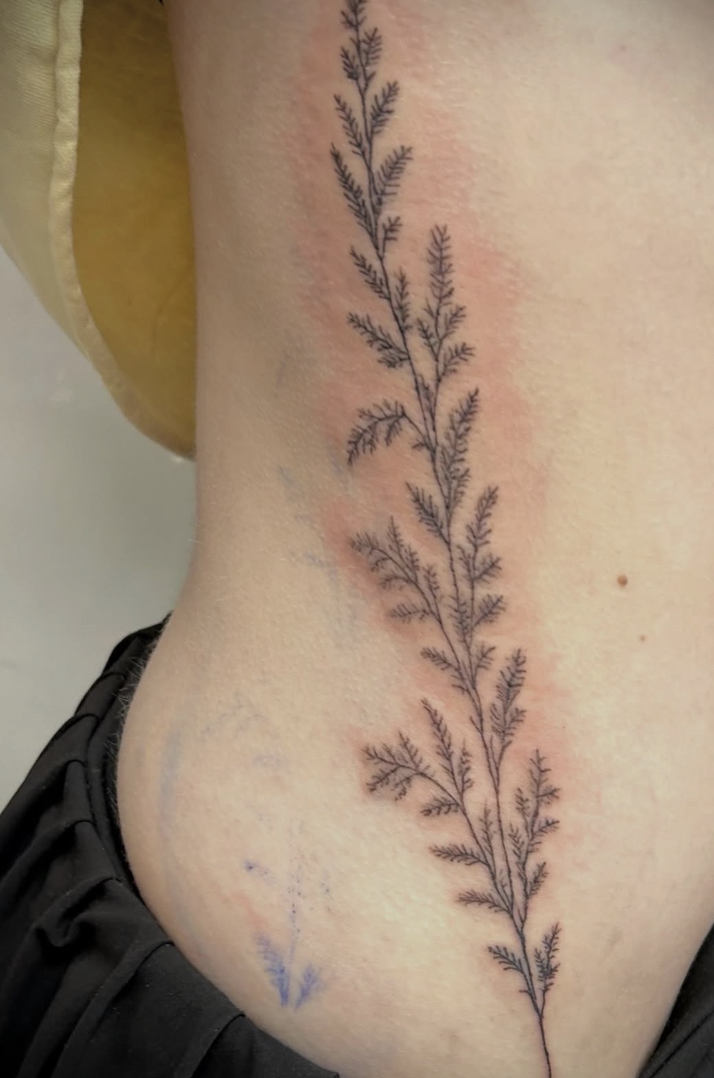 Delicate Botanical Fern Branch